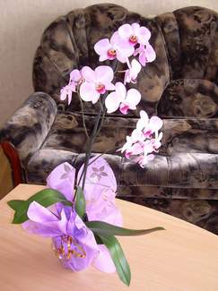 Any of the Russian girls pictured below would appreciate your gift of a beautifull floral arrangement.