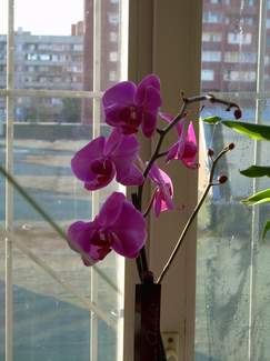 Russian girls are no different than other girls when it comes to receiving gifts, and especially beautiful floral bouquets.